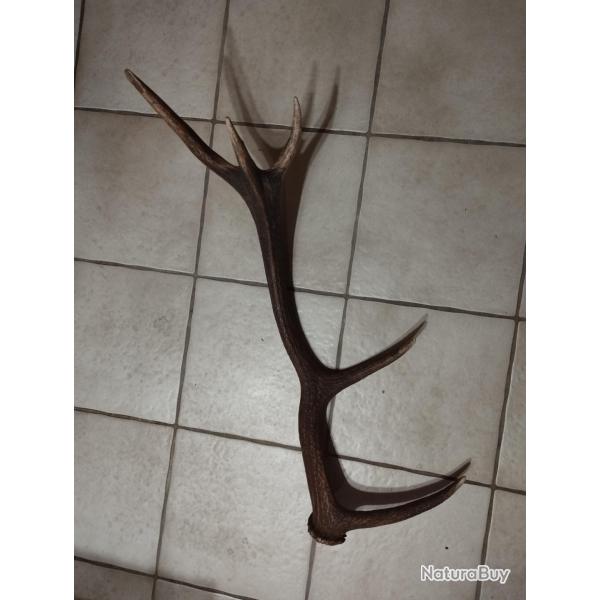 BOIS MUE DE CERF 5 CORS DE 76CM COLORIS FONCE NATUREL