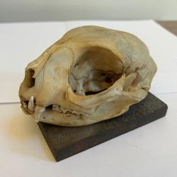 Taxidermie Crâne de Chat