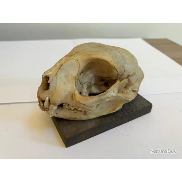 Taxidermie Crne de Chat