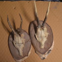 2 massacres Chevreuil