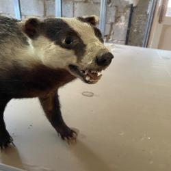 Blaireau naturalisé