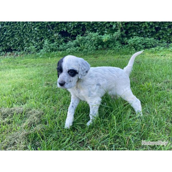 setter anglais