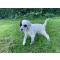 petites annonces chasse pêche : setter anglais