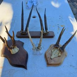 Lot de Cornes Massacres Chevreuil , Antilopes