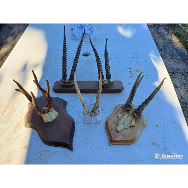 Lot de Cornes Massacres Chevreuil , Antilopes