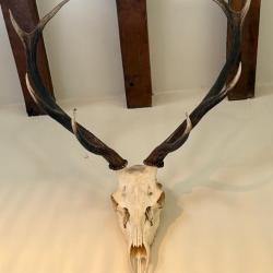 crane de cerfs