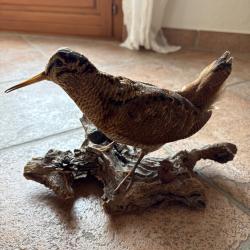 Bécasse empaillée sur présentoire bois de forêt