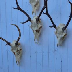 4 jolis trophées de jeunes cerfs avec crâne et dentition