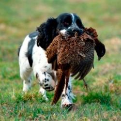 DRESSAGE CHASSE