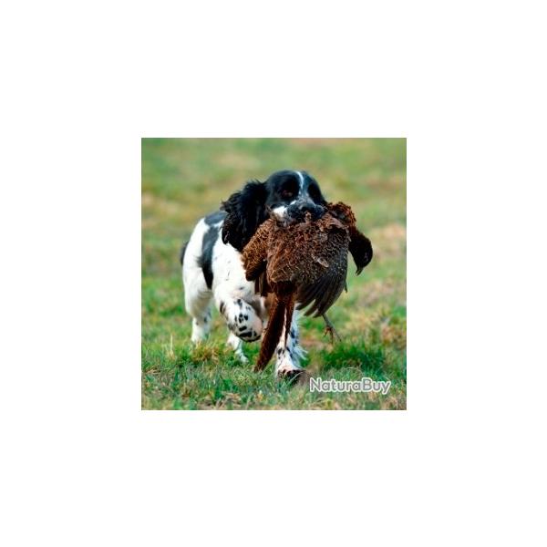 DRESSAGE CHASSE