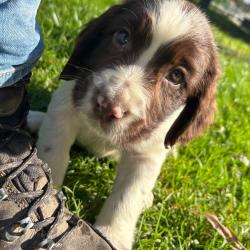 SPRINGER ANGLAIS chiots et sujets débourrés LOF
