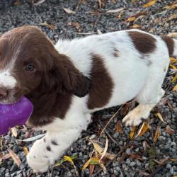 SPRINGER ANGLAIS chiots et sujets débourrés LOF