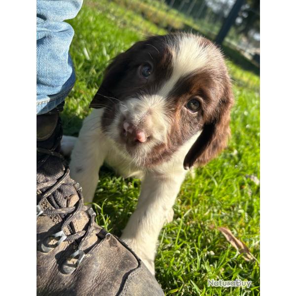 SPRINGER ANGLAIS chiots et sujets dbourrs LOF