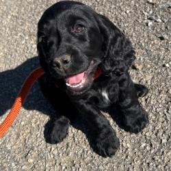 COCKER ANGLAIS CHIOTS LOF