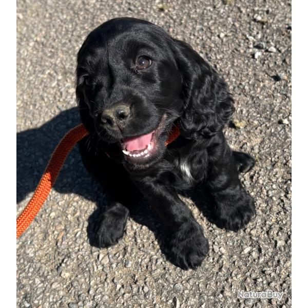 COCKER ANGLAIS CHIOTS LOF