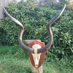 Trophée de Grand Kudu ; Tragelaphus strepsiceros #1009