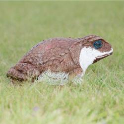 Cible 3D Wildcrete Cane Toad