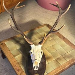 Trophée de cerf