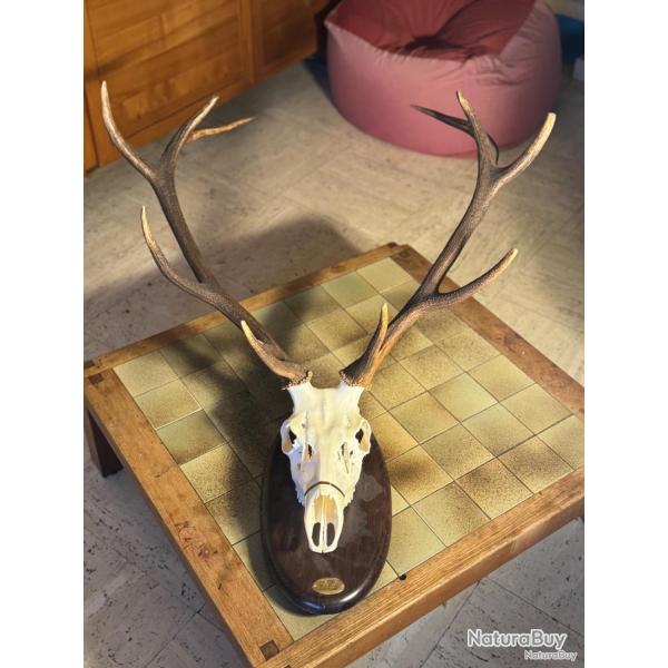 Trophe de cerf