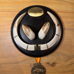 Trophée de sanglier Médaille d'or