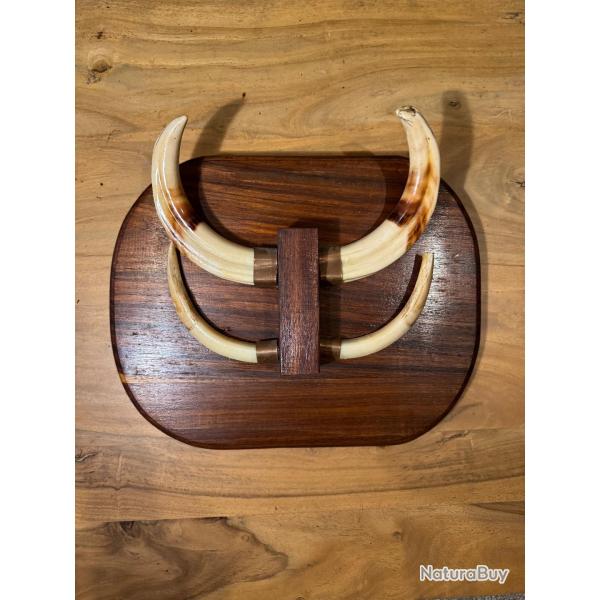 Trophe dfense de phacochre