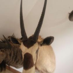 Trophée taxidermie