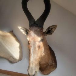 Trophée taxidermie Bubal