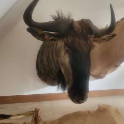 Trophée taxidermie Gnou