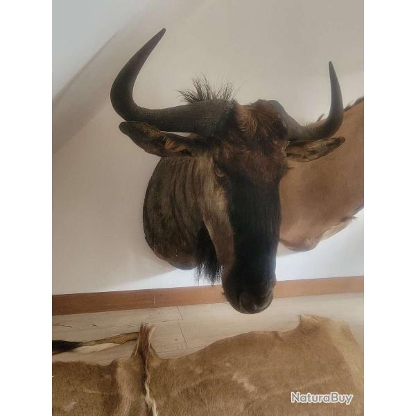 Trophe taxidermie Gnou