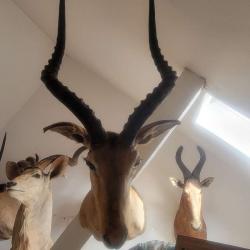 Trophée taxidermie Impala