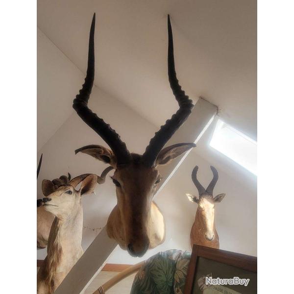 Trophe taxidermie Impala