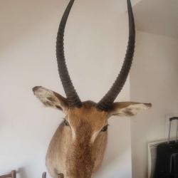 Trophée taxidermie COB CROISSANT