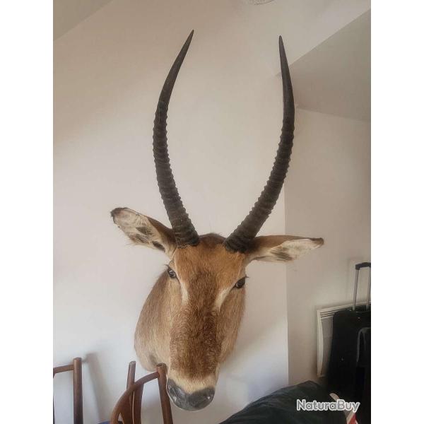 Trophe taxidermie COB CROISSANT