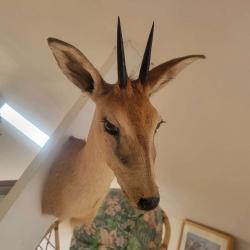 Trophée taxidermie Steenbok