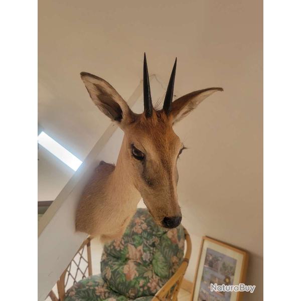 Trophe taxidermie Steenbok