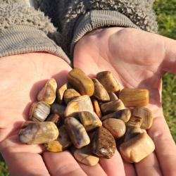 Bois Fossilisé (Pétrifié) - Pierre Roulée (pour 5 pierres)