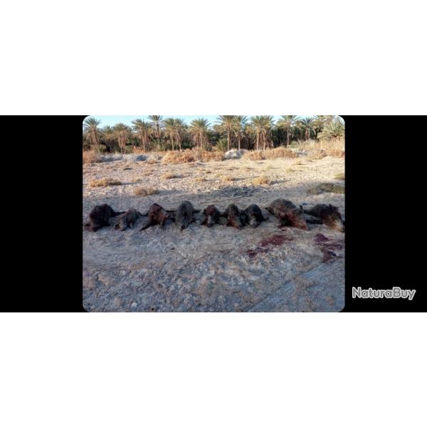 Voyage de chasse en Tunisie