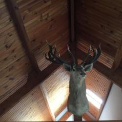 Cerf elaph 22 cors. Médaille d'or