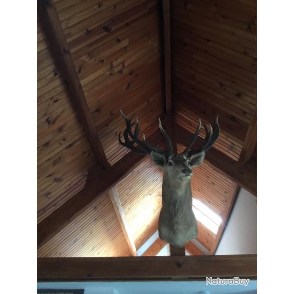 Cerf elaph 22 cors. Mdaille d'or