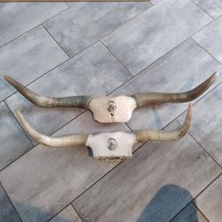 Deux magnifiques corne de vache