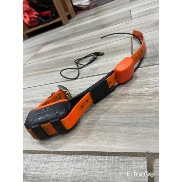Collier dressage et gps Canicom gps