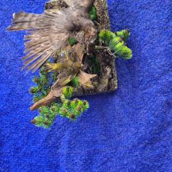 Épervier d'Europe- vendu avec CITES ORIGINAL