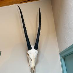 Vends massacre d'ORYX