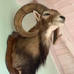 Vends magnifique, trophée de mouflonGros male