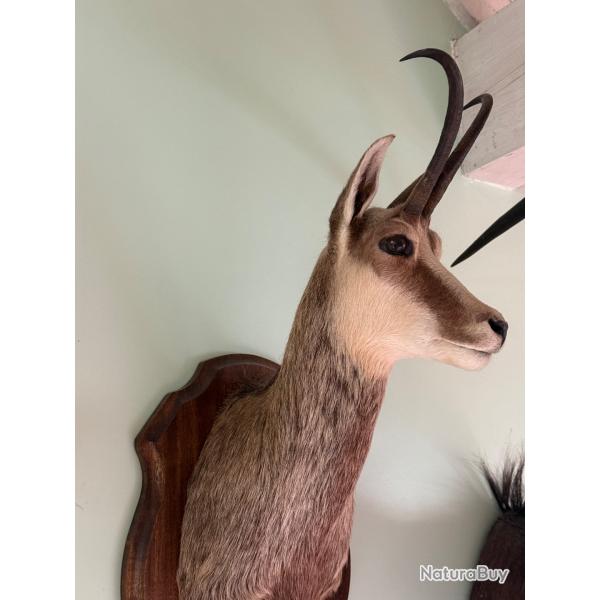 Trophe de chamois femelle