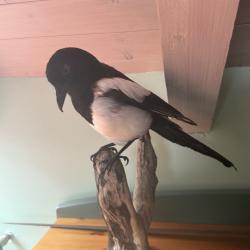 Vends pie taxidermisee