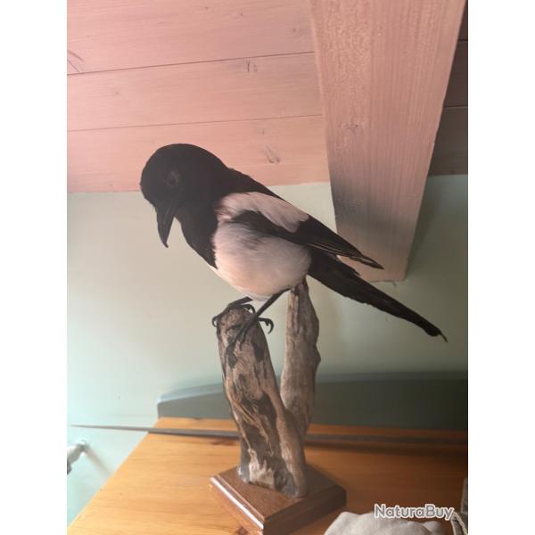 Vends pie taxidermisee