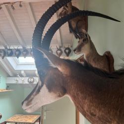 Vends trophée antilope sable