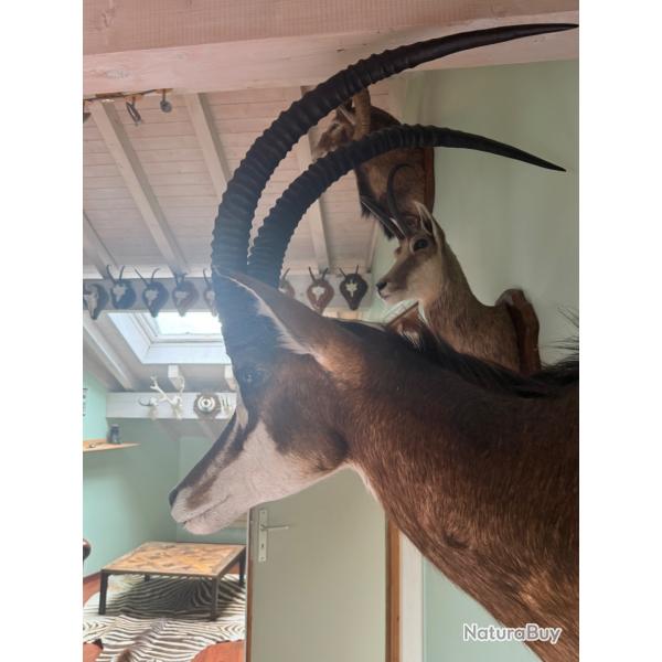 Vends trophe antilope sable