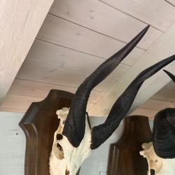 Vends massacre de bushbuck
